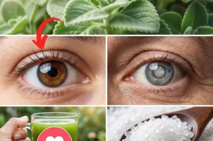Descubre la Hoja de Orégano Cubano: Un Remedio Natural para la Salud Ocular