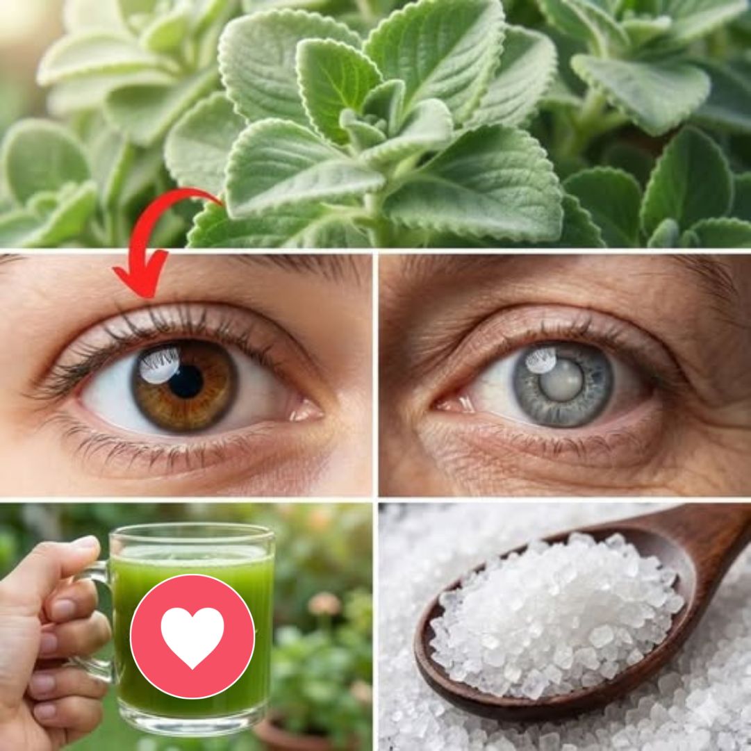 Hoja de orégano cubano
