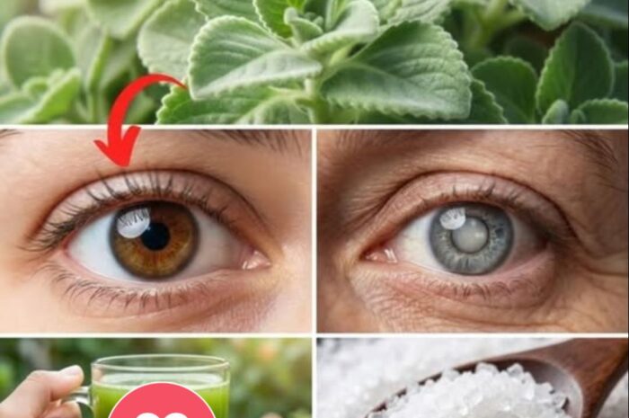 El Orégano Cubano: La Planta Natural que Mejora la Visión y Aleja a los Pacientes de los Oftalmólogos