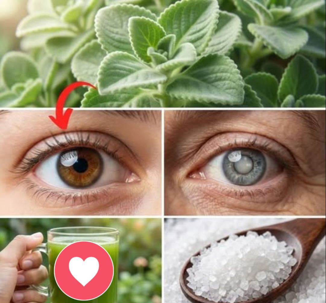 Beneficios del orégano cubano para la salud ocular