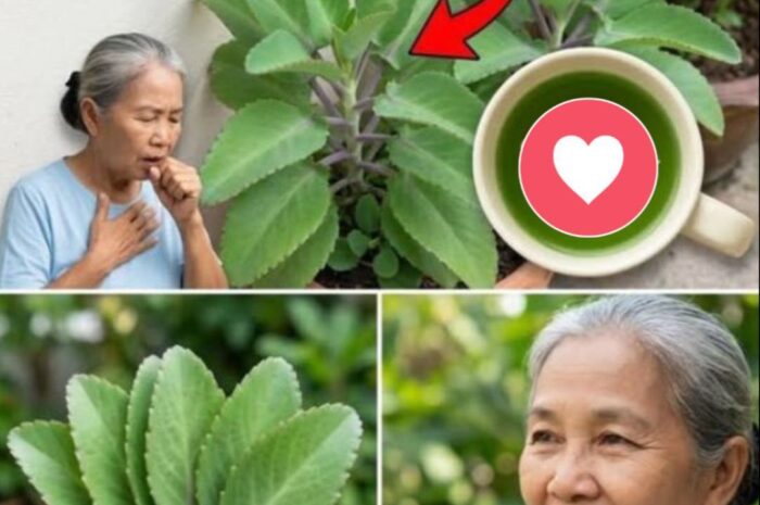 El Secreto Mejor Guardado: El Poder de la Hoja Milagrosa