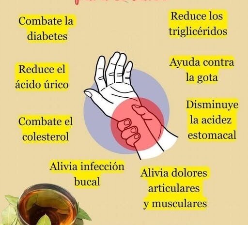 Hoja de Laurel: El Remedio Ancestral que Revoluciona tu Bienestar