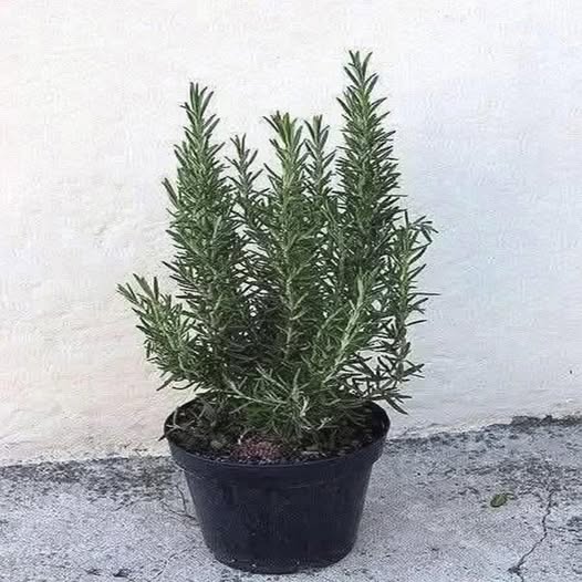 Planta de Romero en una maceta