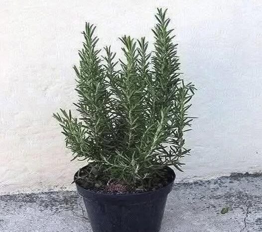 Té de Romero en Ayunas por 15 Días: Transforma Tu Salud Naturalmente