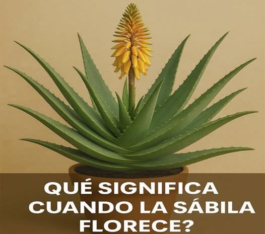 El Significado del Florecimiento de la Sábila: Más Allá de Sus Beneficios