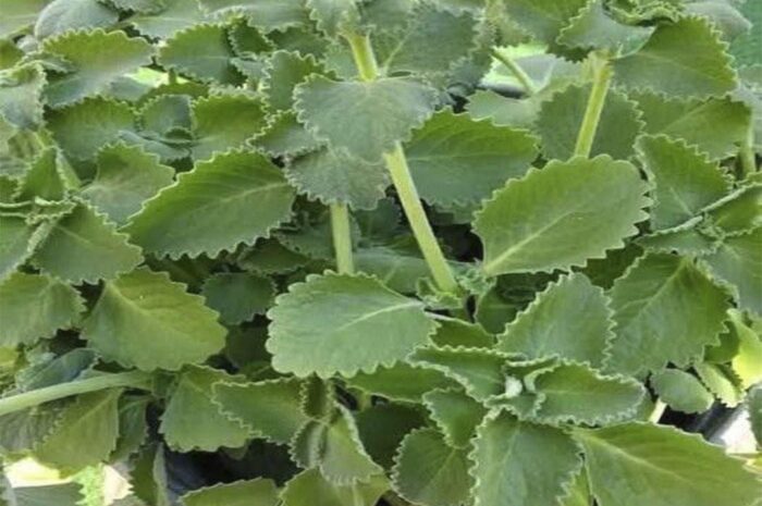 Los Increíbles Beneficios de Una Hoja de Orégano al Día