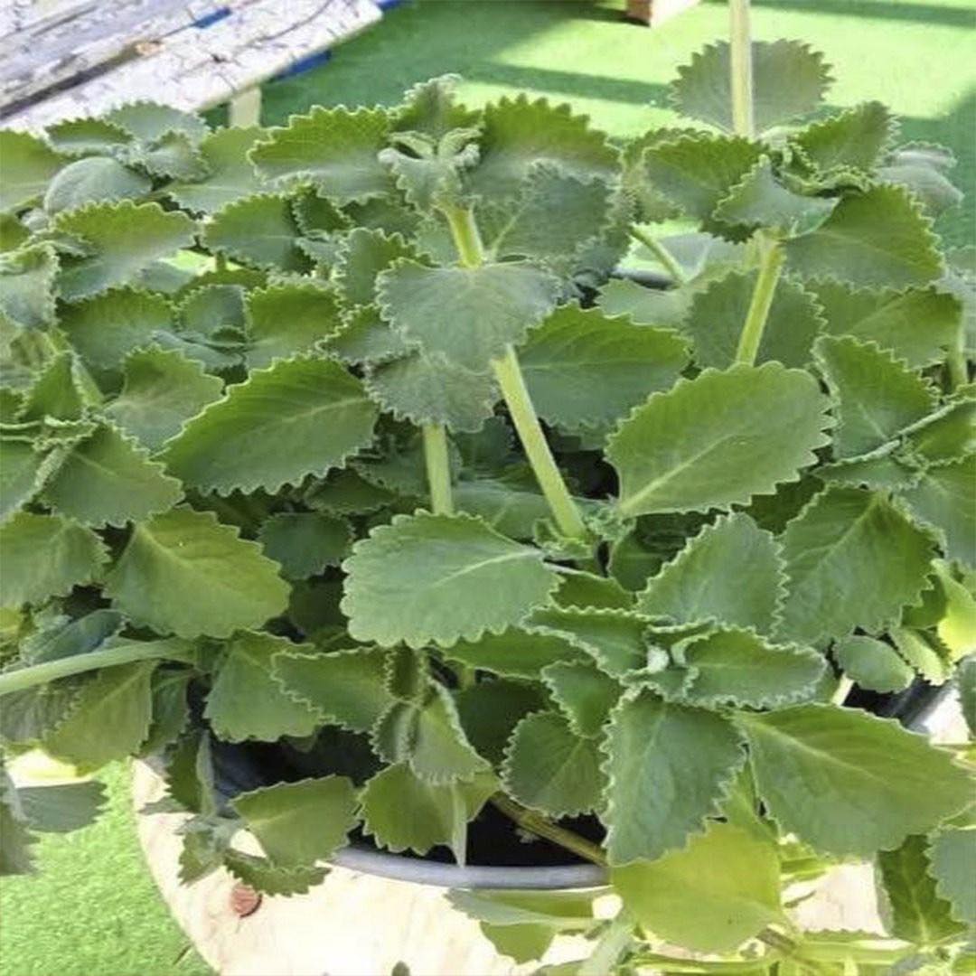 Planta de orégano cubano