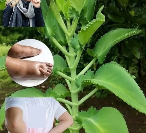 Kalanchoe: La Planta Tesoro que Muchos Desconocen
