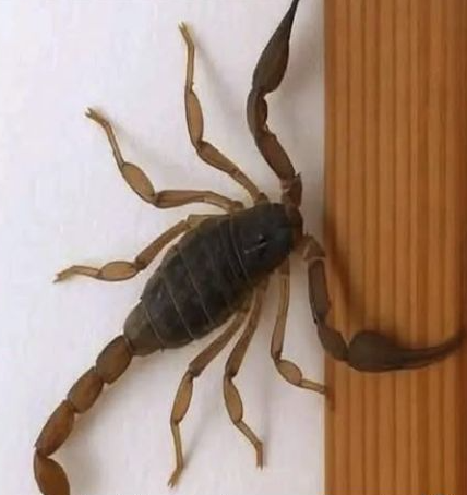 Descripción de un alacrán en una pared