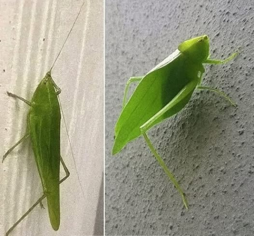 El Fascinante Camuflaje de los Insectos: Un Mensaje de la Naturaleza