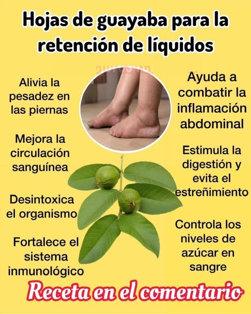 Hojas de guayaba y piernas hinchadas