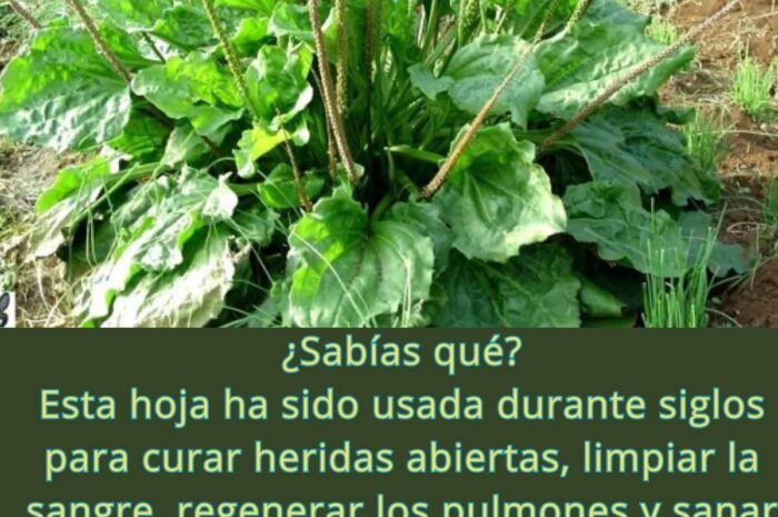 Los Beneficios del Llantén: Un Tesoro Silvestre para la Salud Integral