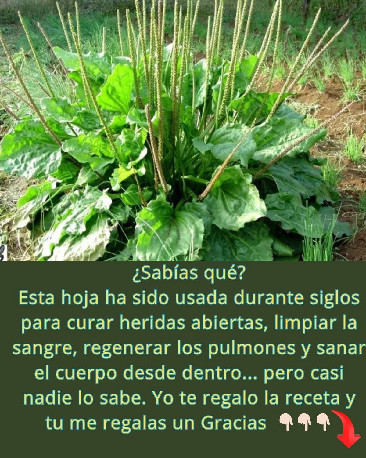 Planta de llantén, un tesoro silvestre para la salud