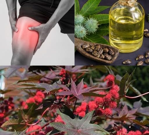 Hojas de Ricino Un Tesoro Oculto en Tu Jardín