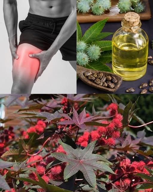Hojas de Ricino y sus Beneficios
