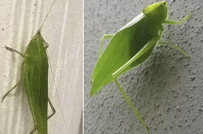 ¿Qué Significa la Visita de un Katydid en tu Hogar?