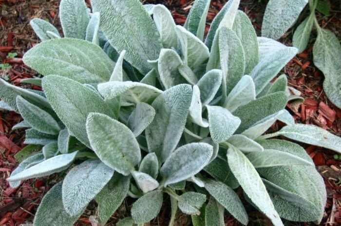 Todo lo que puedes hacer con una sola planta de salvia: Beneficios y usos