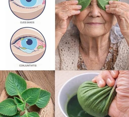 Beneficios del Orégano Orejón como Remedio Natural para la Salud Ocular