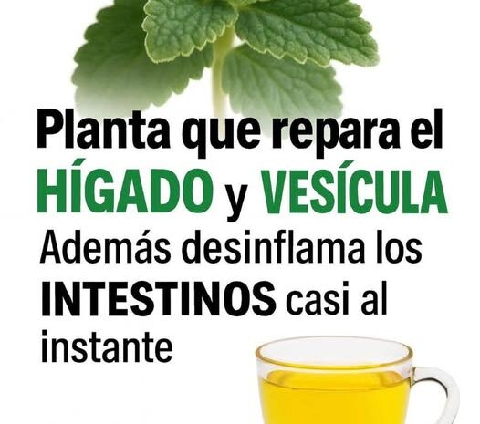 Infusión Reparadora para Hígado Vesícula e Intestinos
