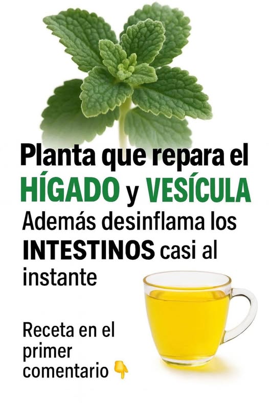 Infusión de orégano