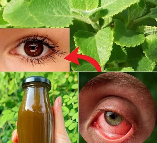 Recupera tu Visión de Forma Natural con el Poder del Orégano