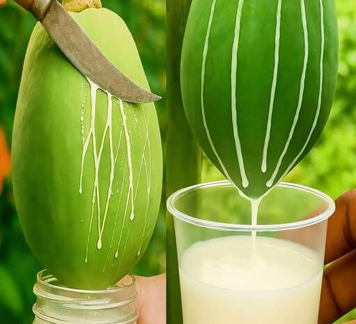 Descubre los Asombrosos Beneficios de la Savia de Papaya para Tu Salud
