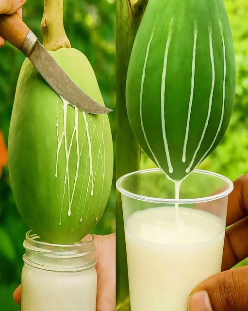 Extracción de Savia de Papaya
