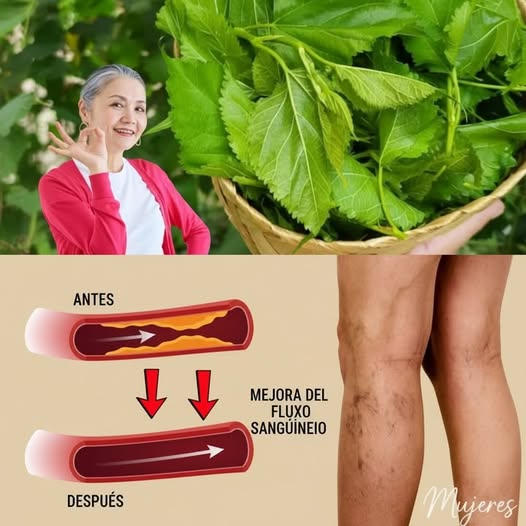 Hojas de Neem