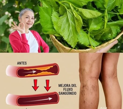 Descubre los Beneficios Sorprendentes de las Hojas de Neem para tu Salud