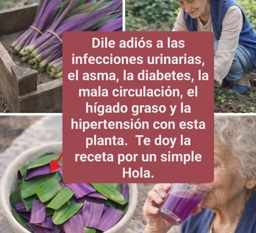 Beneficios del Maguey Morado para tu Salud Natural