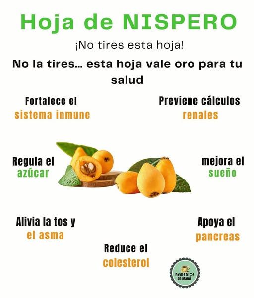 Hoja de Níspero