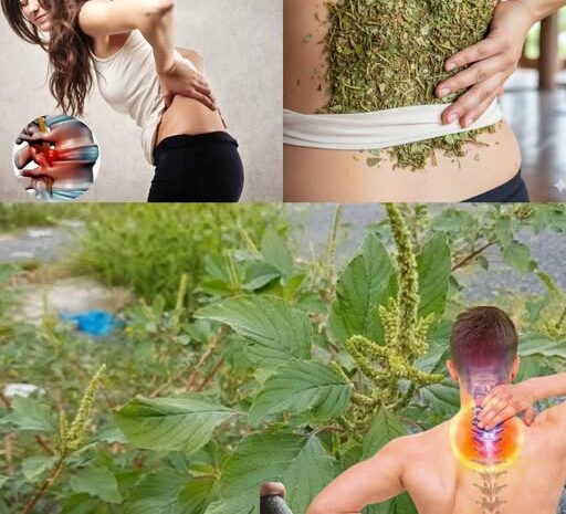 Descubre el Tesoro Natural del Jardín la Planta que Alivia el Dolor de Espalda y Promueve la Salud