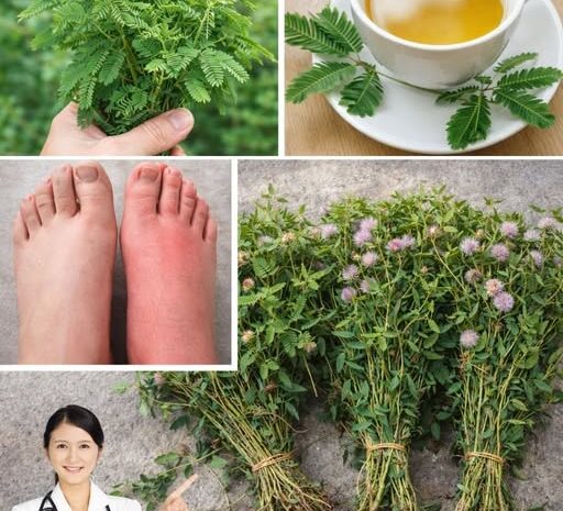 Recetas y Beneficios de la Mimosa Púdica para la Salud