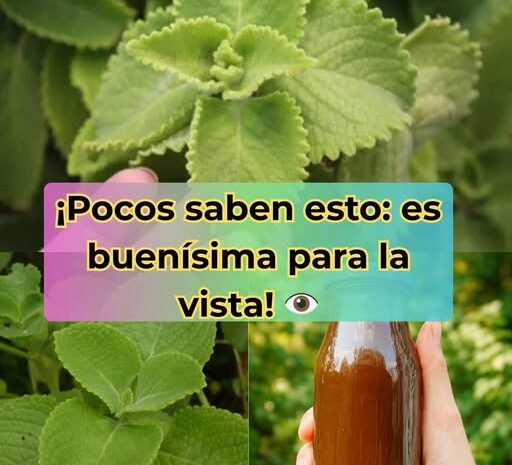 Cómo el Orégano Puede Mejorar Tu Salud Visual de Manera Natural