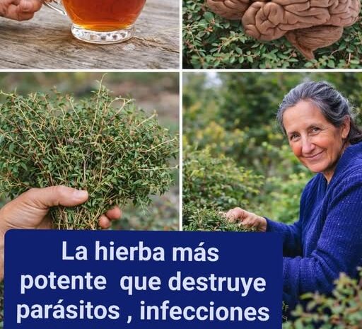 La Hierba Más Potente que Destruye Parásitos e Infecciones