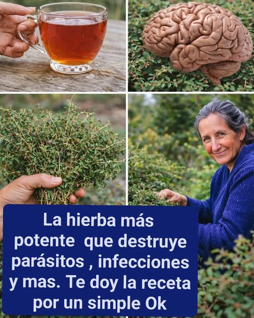 Hierbas medicinales