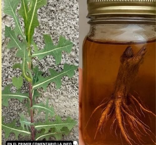El Poder Oculto de las Raíces: Beneficios de una Planta Inexplorada