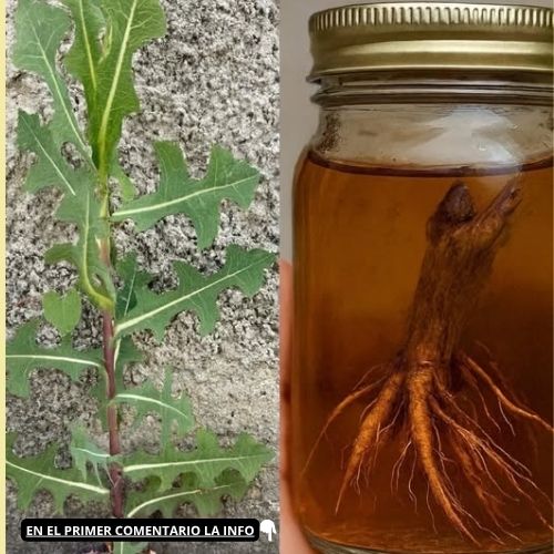 Planta y frasco de extracto natural