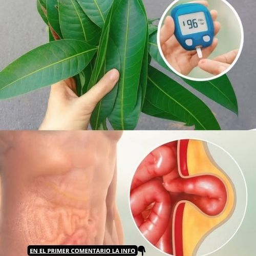 Hoja de Mango y Control de Azúcar en Sangre