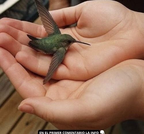 El Significado Energético de la Visita de un Colibrí a Tu Hogar