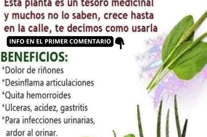 Llanten: El Tesoro Medicinal de la Calle