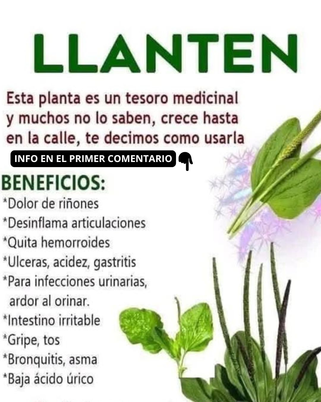 Llantén, la planta medicinal