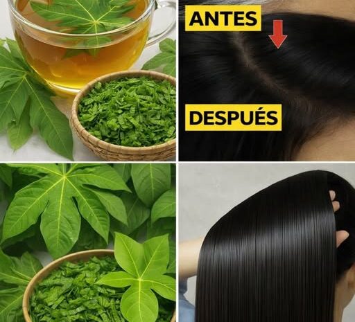 Convierte el Cabello Blanco en Negro y Hazlo Crecer con Hojas de Papaya