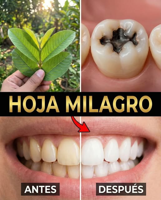 Hojas de guayaba