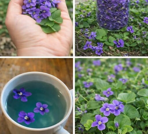 Descubre los Beneficios de la Violeta Dulce para tu Salud