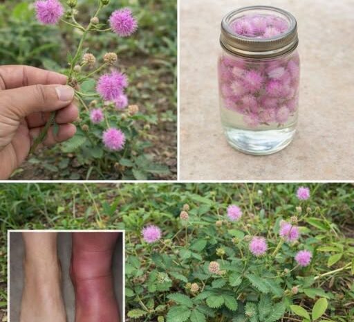Descubre los secretos de la Mimosa Pudica y sus beneficios para la salud