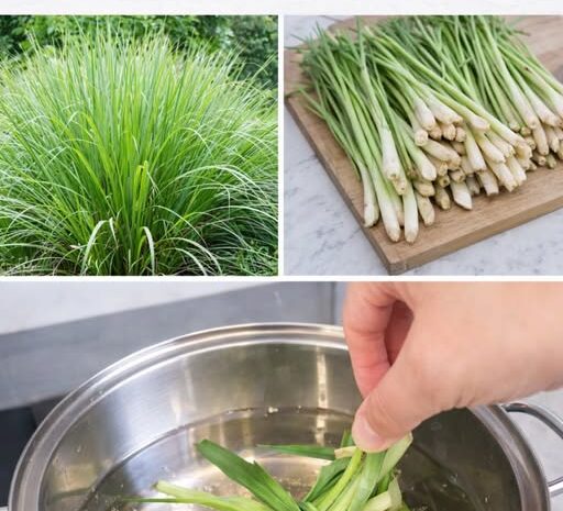 Guía Completa para Preparar Té de Hierba Limón y Disfrutar de sus Beneficios