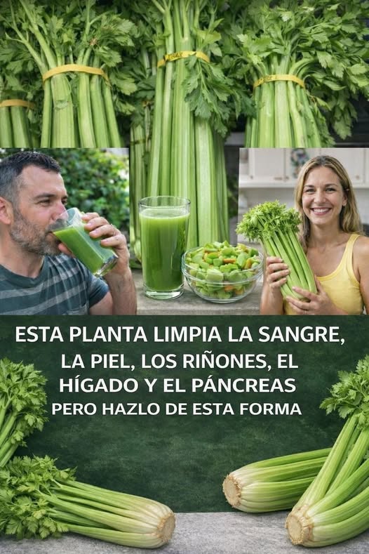 Beneficios del Apio