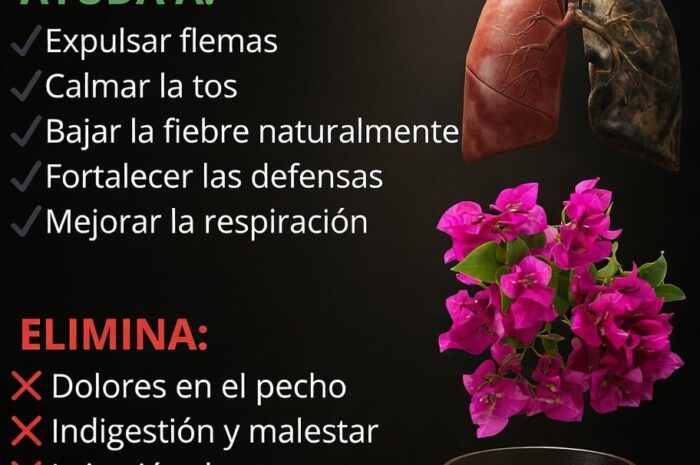 Té de bugambilia un remedio natural para la tos y los pulmones