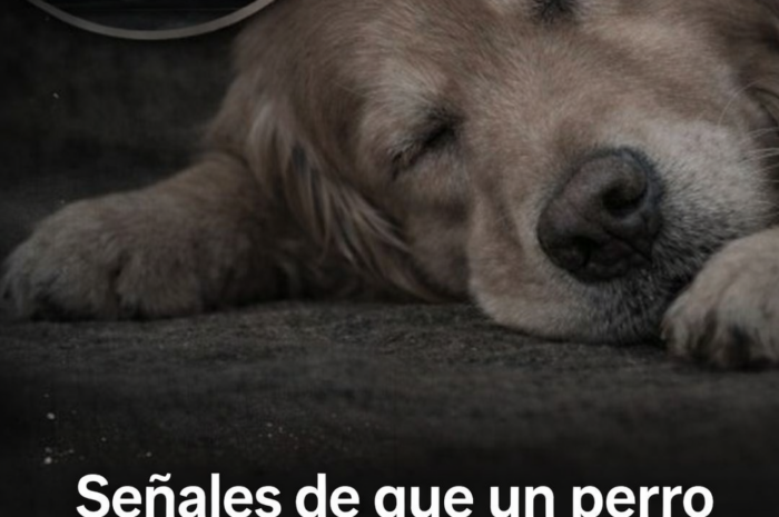 Señales de que un perro se está despidiendo y cómo ayudarlo